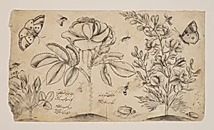 Drawing with Flowers, Butterflies, and Insects by Shafi' 'Abbasi