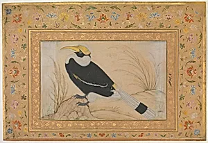 "Great Hornbill", Folio from the Shah Jahan Album by Mansur|Mir 'Ali Haravi