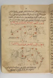Kitab suwar al-kawakib al-thabita (Book of the Images of the Fixed Stars) of al-Sufi