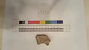 Stucco Fragment