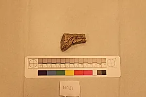 Stucco Fragment by Unknown Artist