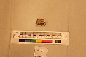 Stucco Fragment