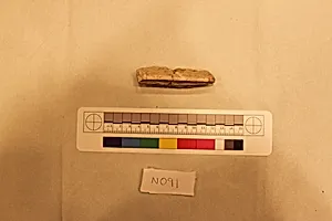 Stucco Fragment
