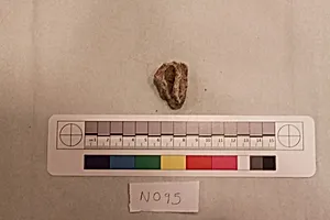 Stucco Fragment