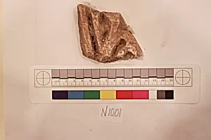 Stucco Fragment