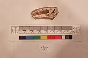 Stucco Fragment