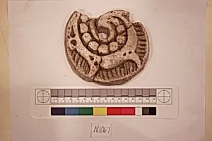 Stucco Fragment