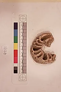 Stucco Fragment