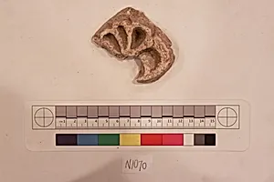 Stucco Fragment by Unknown Artist