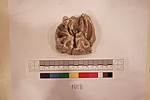 Stucco Fragment