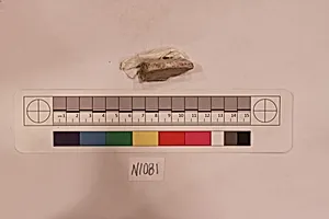 Stucco Fragment