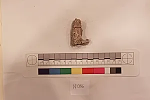 Stucco Fragment