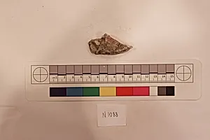 Stucco Fragment