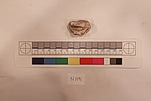 Stucco Fragment