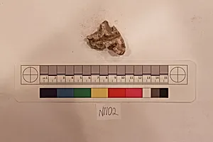 Stucco Fragment