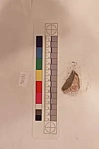 Stucco Fragment