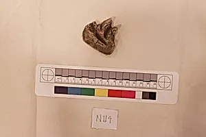 Stucco Fragment