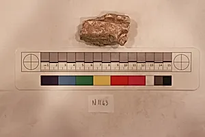 Stucco Fragment