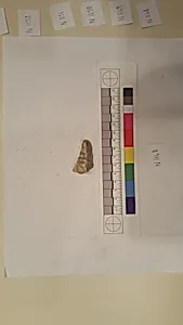 Stucco Fragment