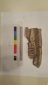 Stucco Fragment