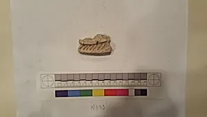 Stucco Fragment by Unknown Artist