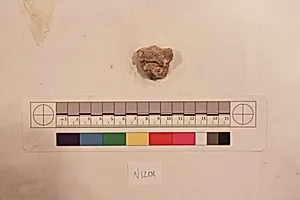 Stucco Fragment