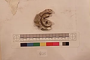 Stucco Fragment