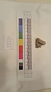 Stucco Fragment