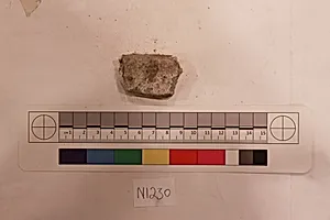 Stucco Fragment