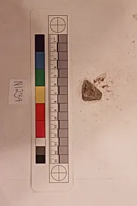 Stucco Fragment