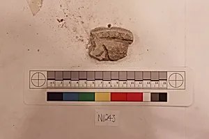 Stucco Fragment