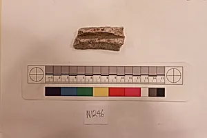 Stucco Fragment