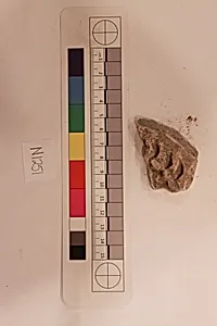 Stucco Fragment