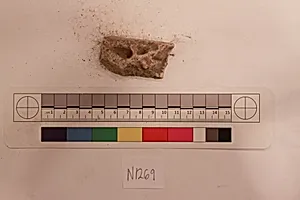 Stucco Fragment