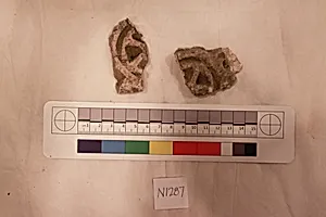 Stucco Fragment