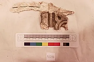Stucco Fragment