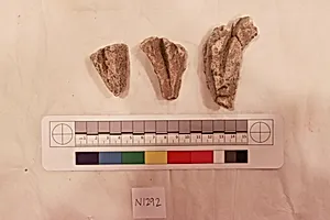 Stucco Fragment