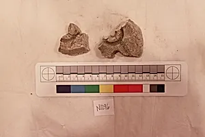 Stucco Fragment by Unknown Artist