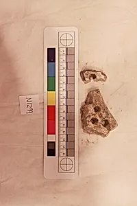 Stucco Fragment
