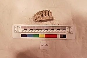 Stucco Fragment