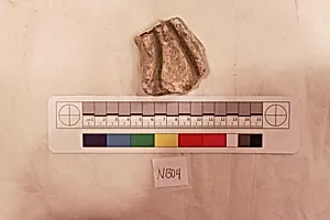 Stucco Fragment