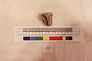 Stucco Fragment