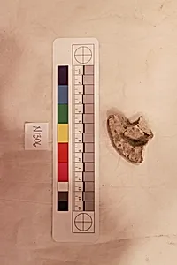 Stucco Fragment