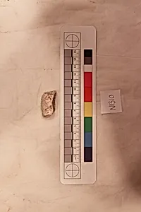 Stucco Fragment