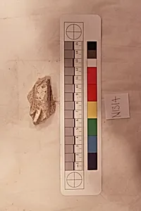 Stucco Fragment