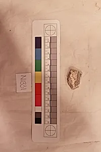 Stucco Fragment