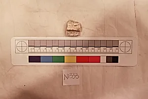 Stucco Fragment