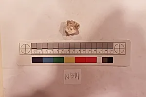 Stucco Fragment