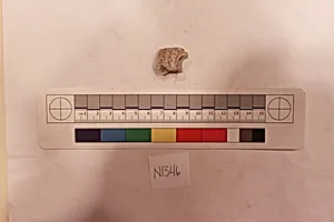 Stucco Fragment