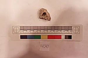 Stucco Fragment